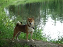 picture of dog