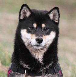 picture of dog