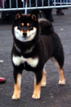 picture of dog