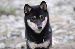 picture of dog