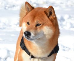 picture of dog