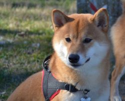 picture of dog