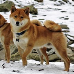 picture of dog