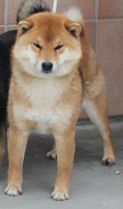 picture of dog