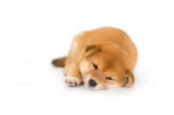 picture of dog