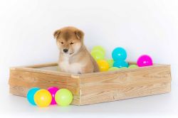 picture of dog
