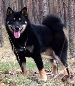 picture of dog
