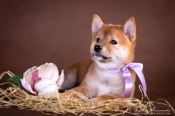 picture of dog