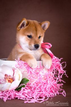 picture of dog