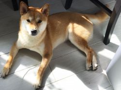picture of dog