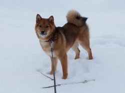 picture of dog