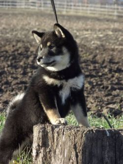 picture of dog