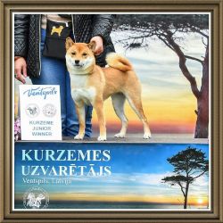 picture of dog
