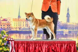 picture of dog