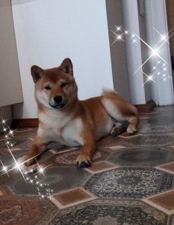 picture of dog