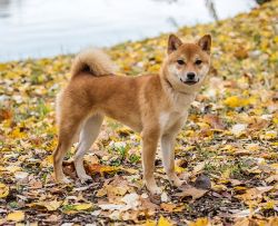 picture of dog