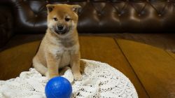 picture of dog