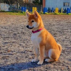 picture of dog