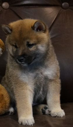 picture of dog