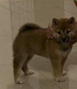picture of dog