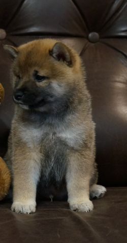 picture of dog