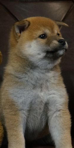 picture of dog