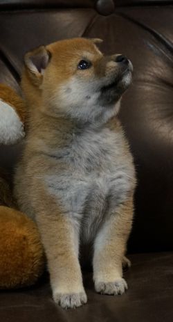 picture of dog