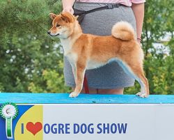 picture of dog