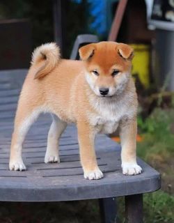 picture of dog