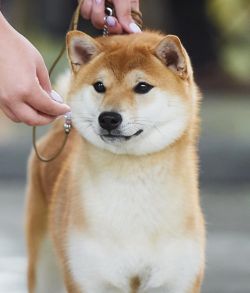 picture of dog