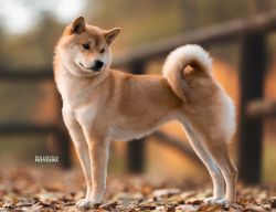 picture of dog