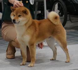 picture of dog