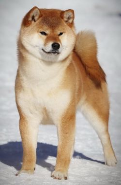 picture of dog