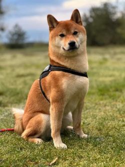 picture of dog