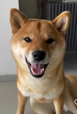 picture of dog