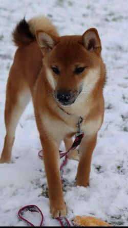 picture of dog