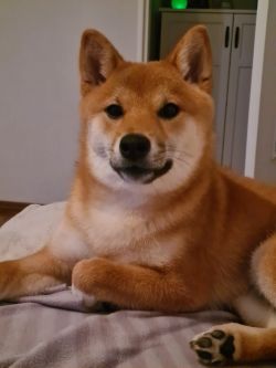 picture of dog