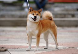 picture of dog