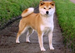 picture of dog