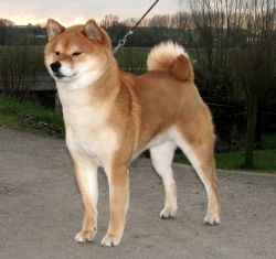 picture of dog