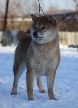 picture of dog
