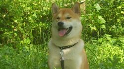 picture of dog