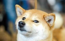 picture of dog