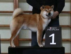 picture of dog