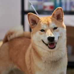 picture of dog