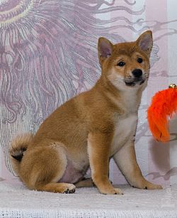 picture of dog