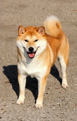 picture of dog