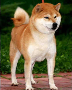 picture of dog