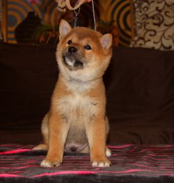 picture of dog