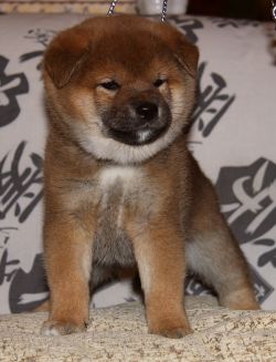 picture of dog